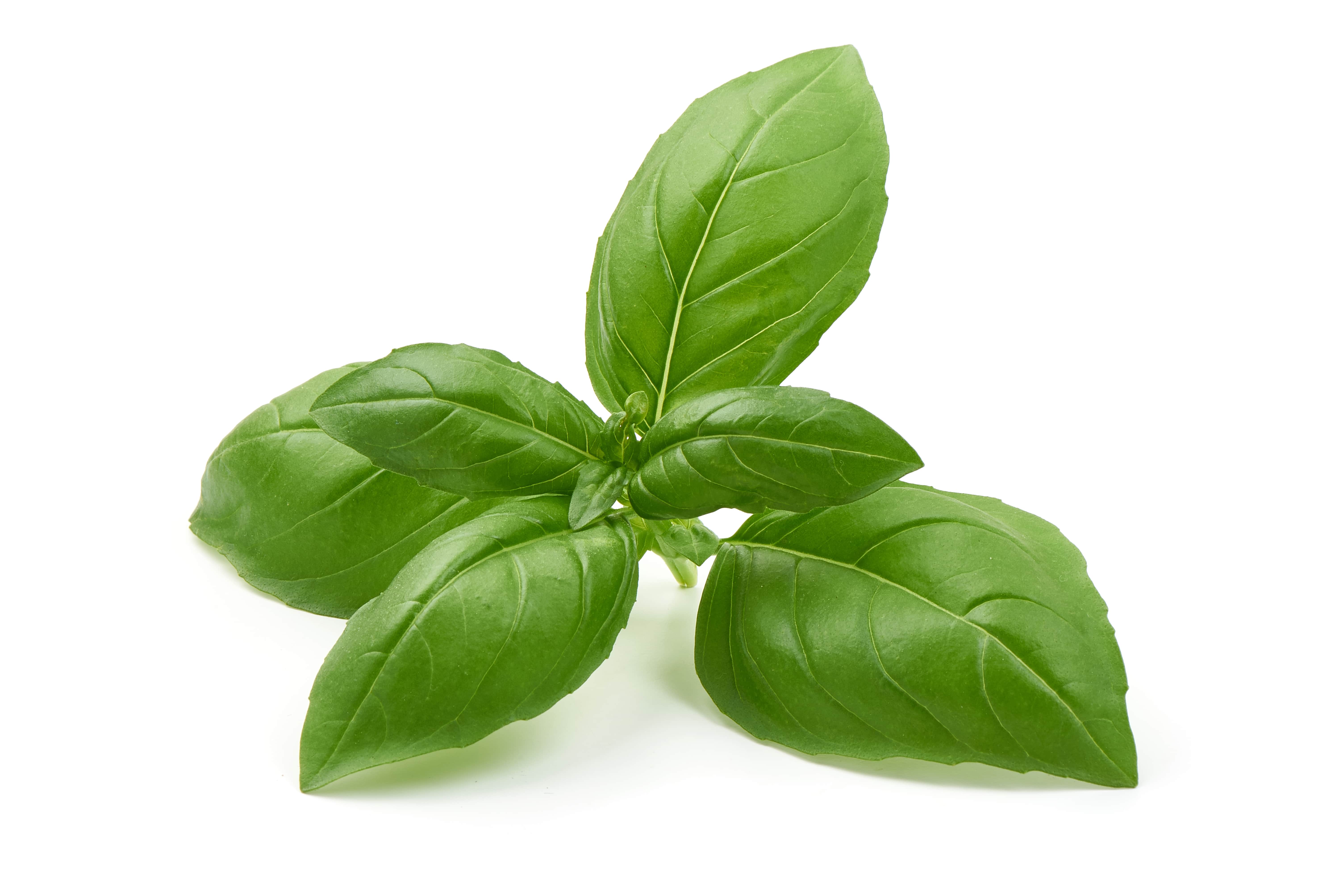 ScenTree Basil Estragole chemotype EO CAS N 8015 73 4